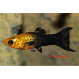Mustamolli sateenkaari lyyra 3-4 cm Poecilia sphenops