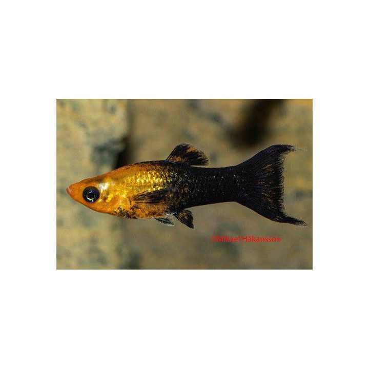 Mustamolli sateenkaari lyyra 3-4 cm Poecilia sphenops