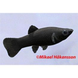 Mustamolli musta 3-4 cm -
