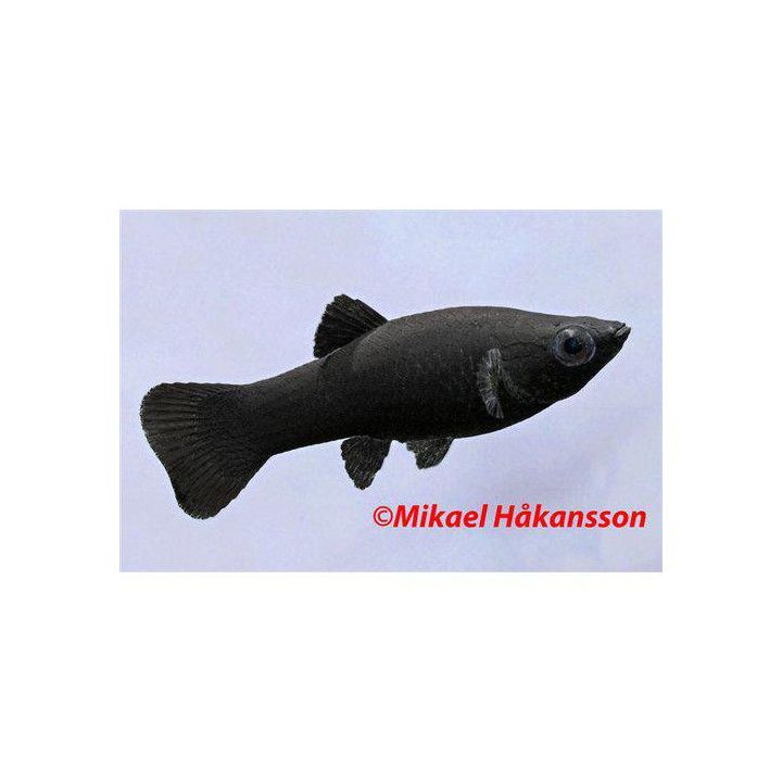 Mustamolli musta 3-4 cm -