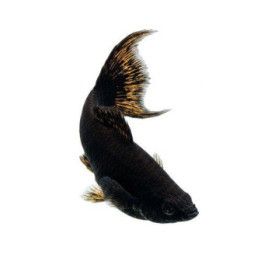 Mustamolli lyyra 4-5 cm makeanveden Poecilia latipinna