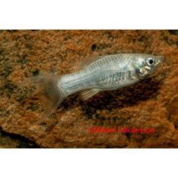 Mustamolli silver lyyra 4-5 cm makeanveden Poecilia latipinna