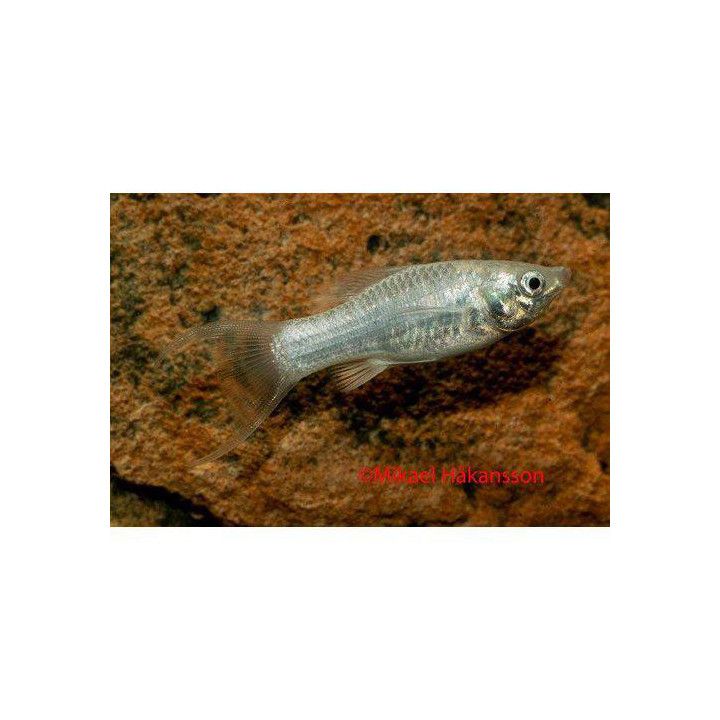 Mustamolli silver lyyra 4-5 cm makeanveden Poecilia latipinna
