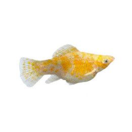 Molli Elephant Ear 4-5 cm -