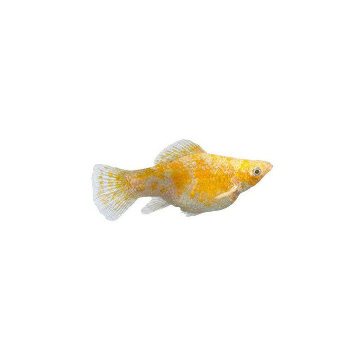 Molli Elephant Ear 4-5 cm -