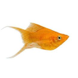 Molli Orange Balloon Lyra 3-4 cm Poecilia latipinna