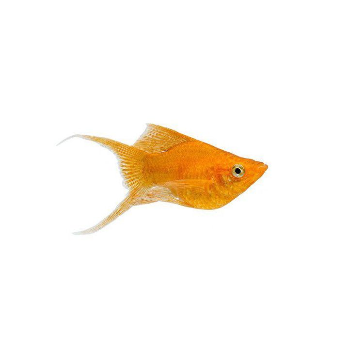 Molli Orange Balloon Lyra 3-4 cm Poecilia latipinna