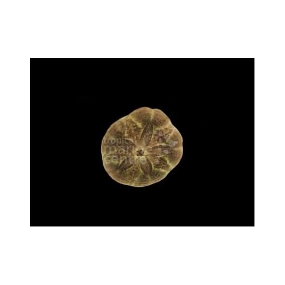 Clypeaster subdepressus - Sand Dollar