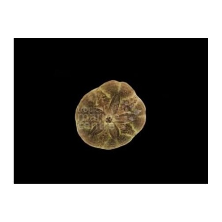 Clypeaster subdepressus - Sand Dollar