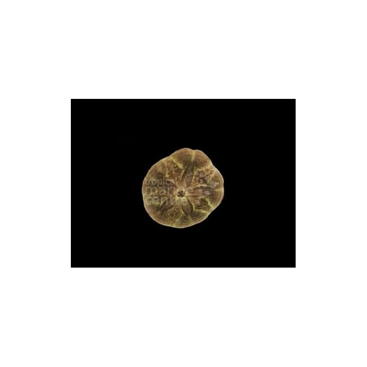 Clypeaster subdepressus - Sand Dollar
