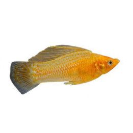 Purjemolli sekaväri 6-8 cm Poecilia velifera