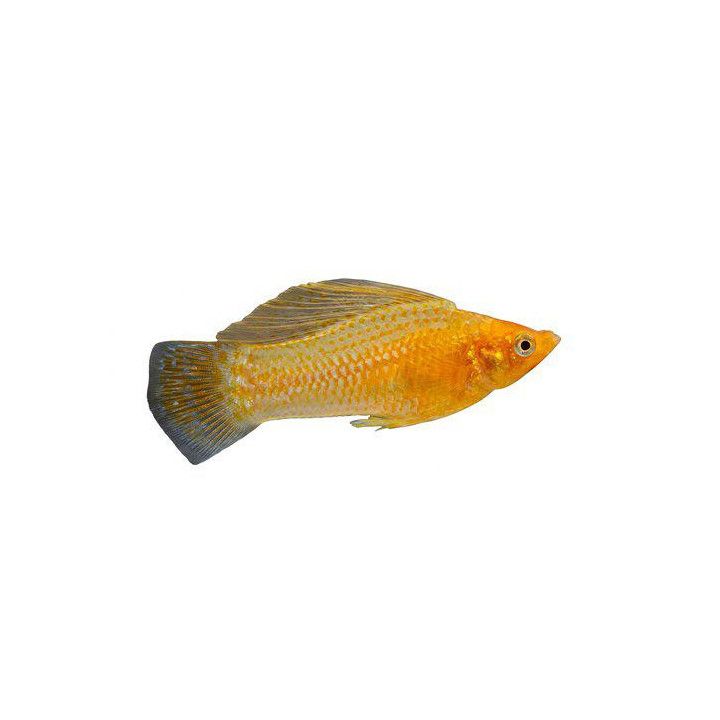 Purjemolli sekaväri 6-8 cm Poecilia velifera