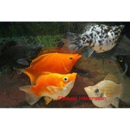 Molli pallo sekoitus 3-4 cm makeanveden Poecilia latipinna
