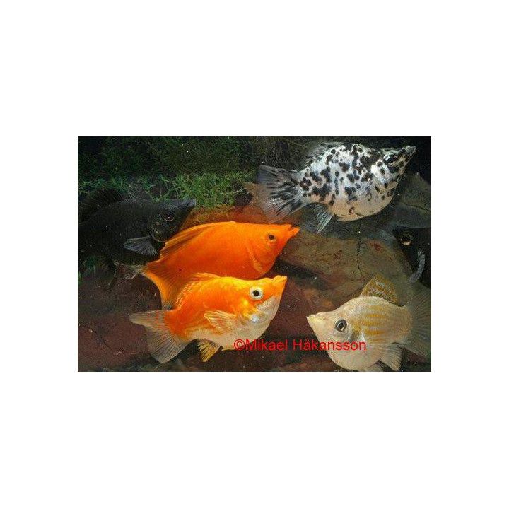 Molli pallo sekoitus 3-4 cm makeanveden Poecilia latipinna