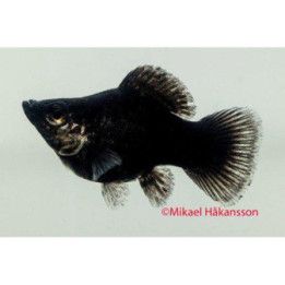 Molli pallo musta 3-4 cm makeanveden Poecilia latipinna