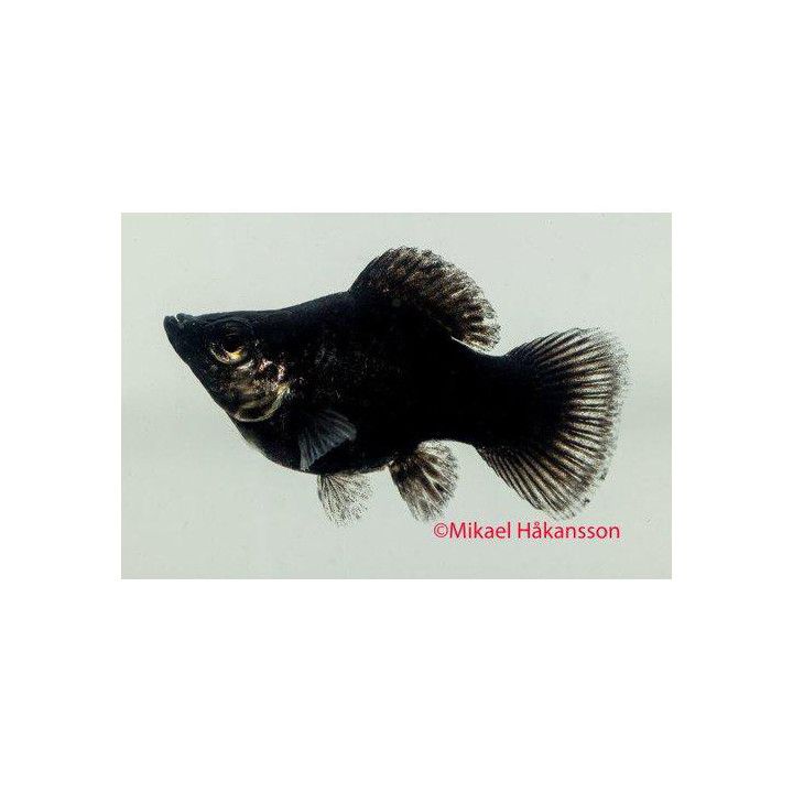 Molli pallo musta 3-4 cm makeanveden Poecilia latipinna