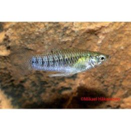 Mustaevälimia 2-4 cm Limia perugiae