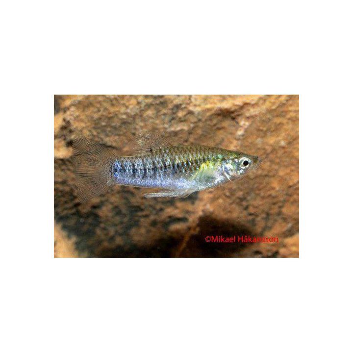 Mustaevälimia 2-4 cm Limia perugiae