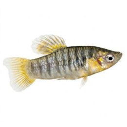 Seepralimia, limia nigrofasciata, 2-4 cm -