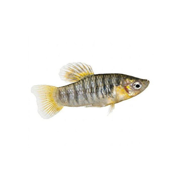Seepralimia, limia nigrofasciata, 2-4 cm -