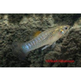 Limia tridens, 3-4 cm