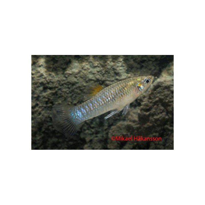Tiburon Limia 3-4CM Limia tridens