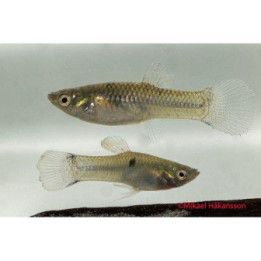 Ögonfläck Tandkarp Leptolucania ommata