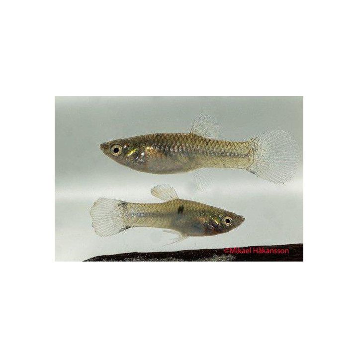 Leptolucania ommata -