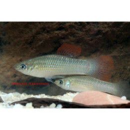 Safiirimolli, 3-5 cm -
