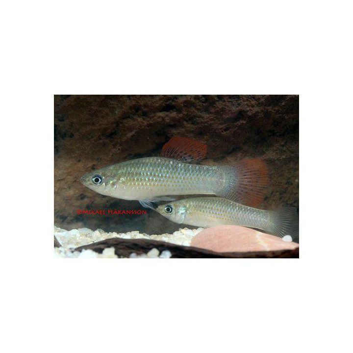Safiirimolli, 3-5 cm -
