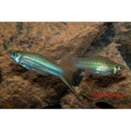 Svärdbärare Grön 4-5 cm Xiphophorus hellerii