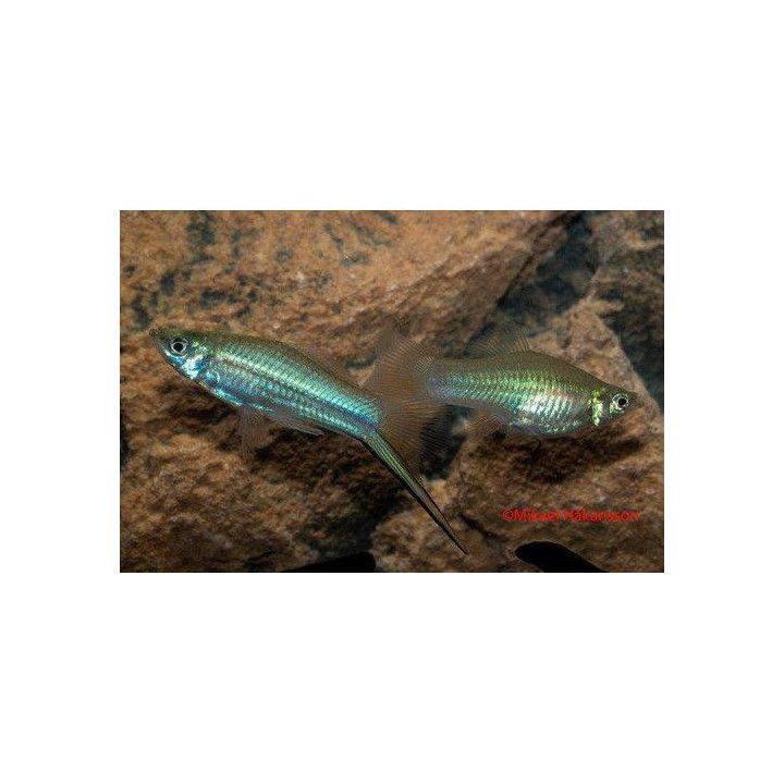 Svärdbärare Grön 4-5 cm Xiphophorus hellerii