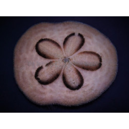 Clypeaster humilis