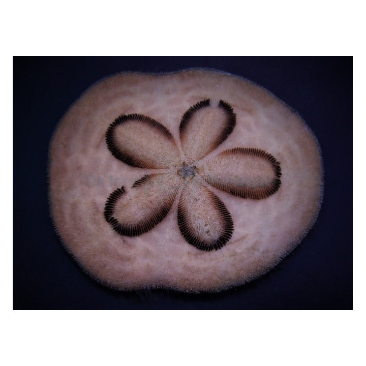 Clypeaster humilis