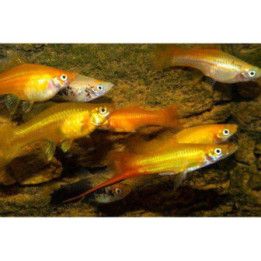 Svärdbärare Mix 4-5 cm Xiphophorus hellerii