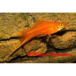 Miekkapyrstö punainen 4-5  cm Xiphophorus hellerii