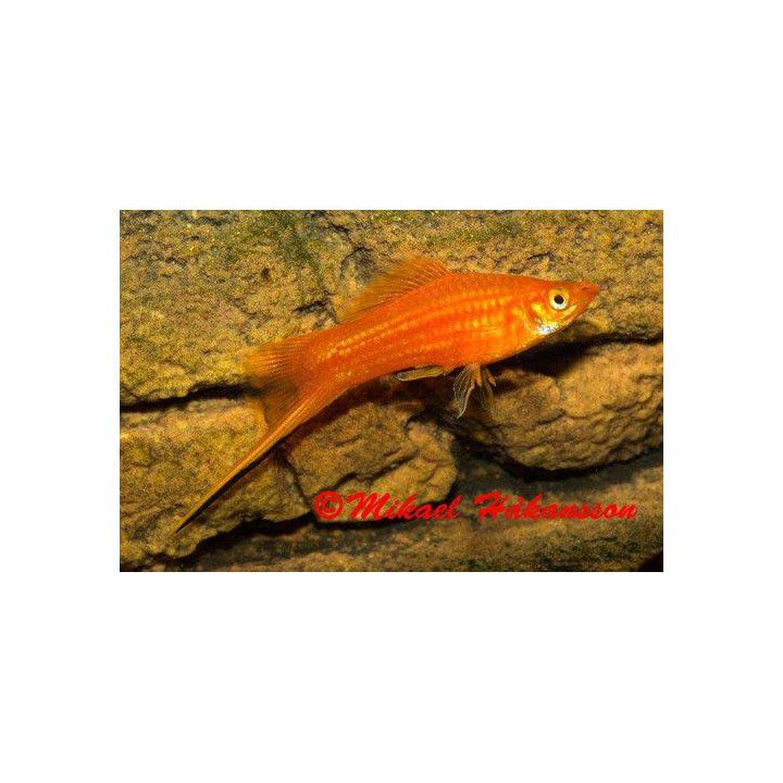 Miekkapyrstö punainen 4-5  cm Xiphophorus hellerii