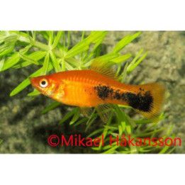 Miekkapyrstö punainen tuxedo 4-5 cm Xiphophorus hellerii