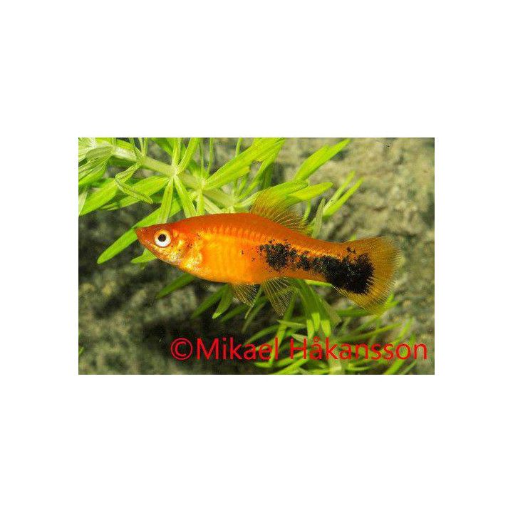 Miekkapyrstö punainen tuxedo 4-5 cm Xiphophorus hellerii