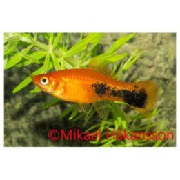 Miekkapyrstö punainen tuxedo 6-8 cm -