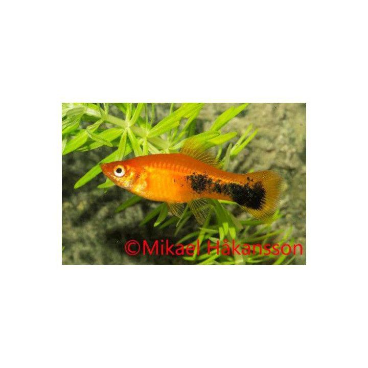 Miekkapyrstö punainen tuxedo 6-8 cm -