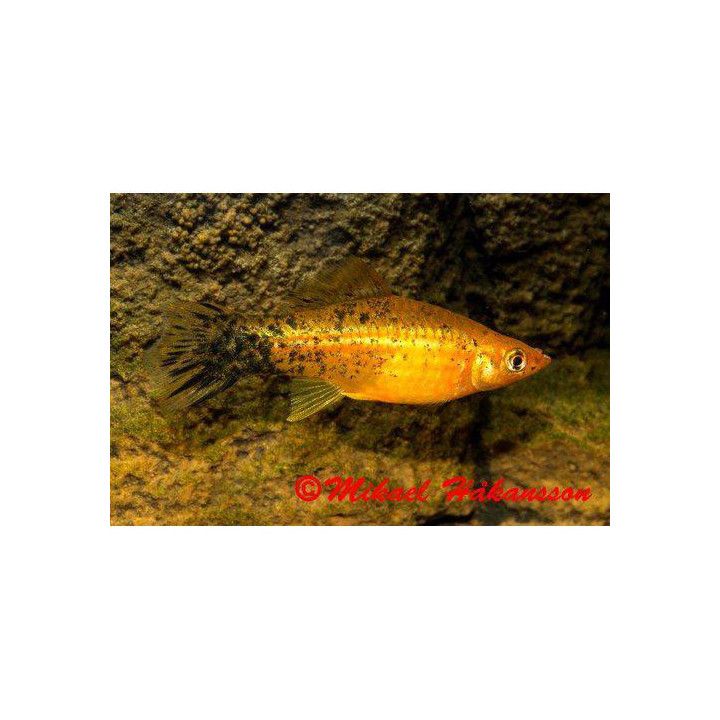 Miekkapyrstö punapronssi berliner 4-5 cm Xiphophorus hellerii