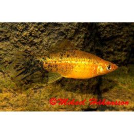 Miekkapyrstö punapronssi berliner 5-6 cm -