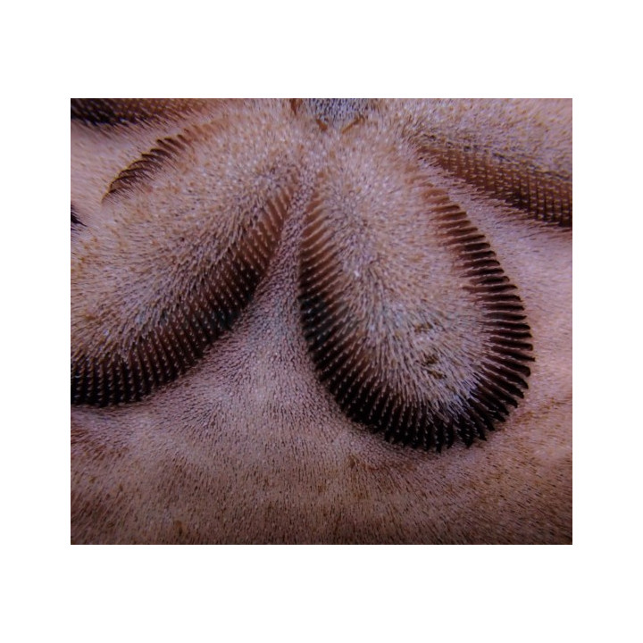 Clypeaster humilis
