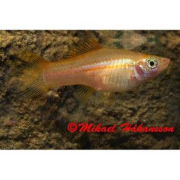 Miekkapyrstö pineapple 4-5 cm Xiphophorus hellerii