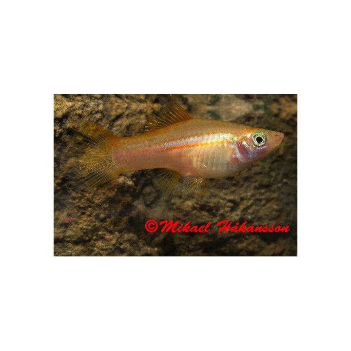 Svärdbärare Pineapple 4-5CM Xiphophorus hellerii