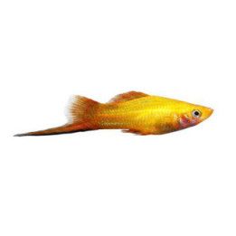 Svärdbärare Sunset 4-5CM Xiphophorus hellerii