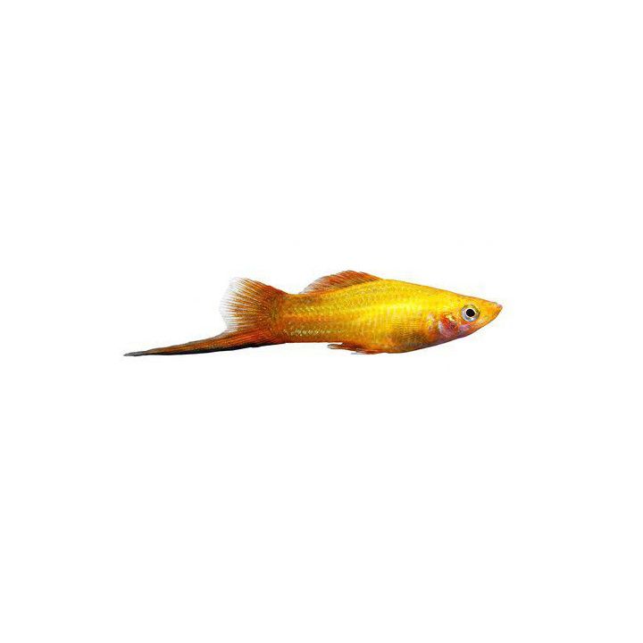 Svärdbärare Sunset 4-5CM Xiphophorus hellerii