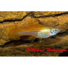 Miekkapyrstö neon 4-5 cm Xiphophorus hellerii