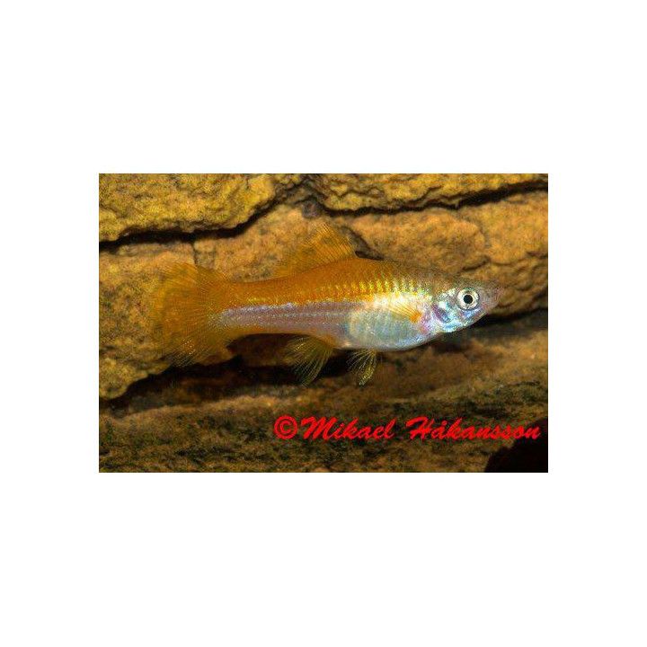 Miekkapyrstö neon 4-5 cm Xiphophorus hellerii
